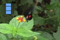 Scene 33_Parides at Lantana Flower-Closeup